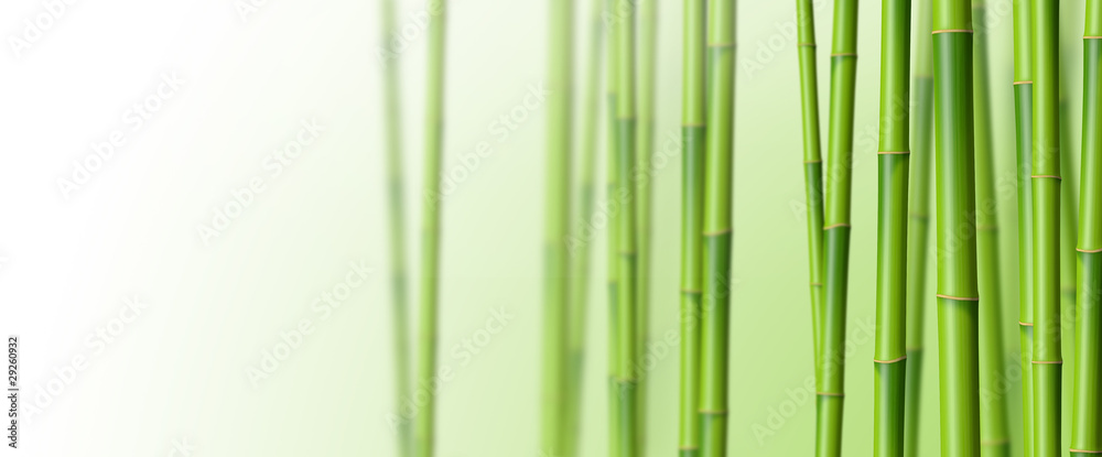 Naklejka premium Bambous sur fond blanc 3