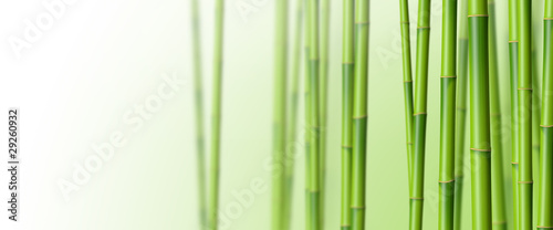 Bambous sur fond blanc 3