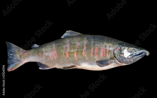 Male of salmon 4