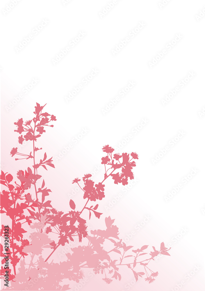 four pink sakura branches