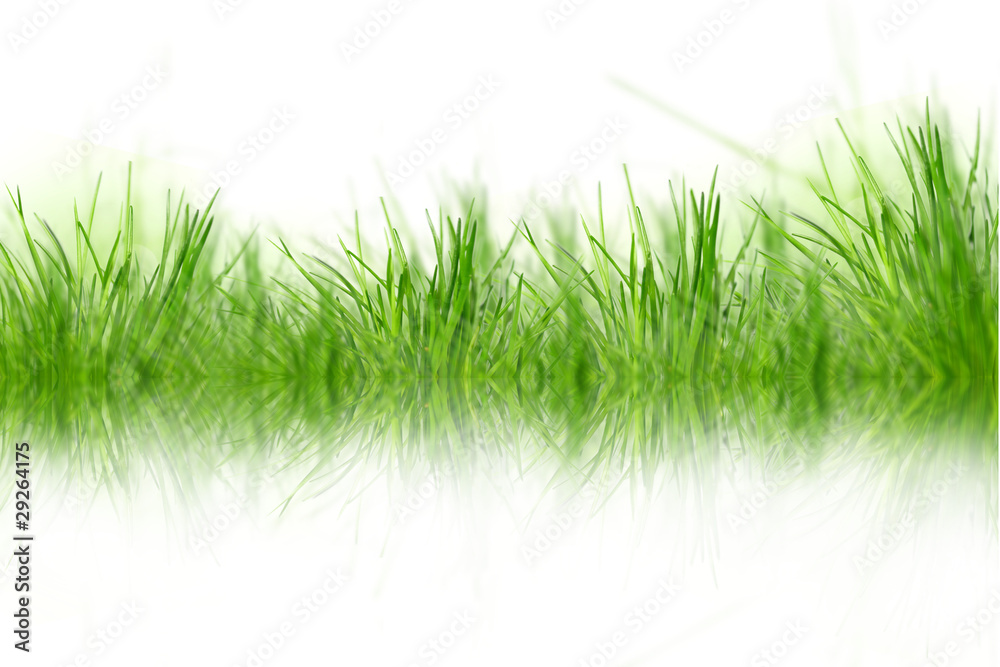 Green grass background