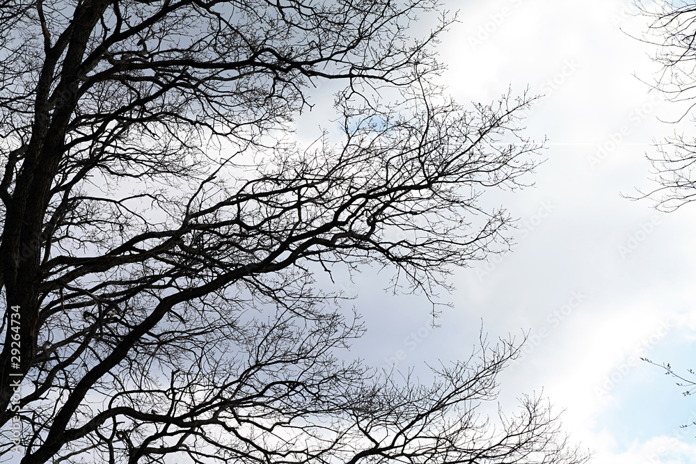 silhouette tree on cloudy background silhouette tree on cloudy background