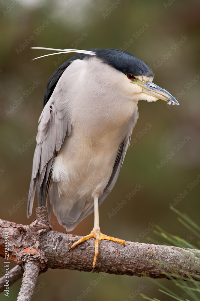 Black-crowned Night-Heron (Nycticorax nycticorax) Black-crowned Night-Heron (Nycticorax nycticorax)