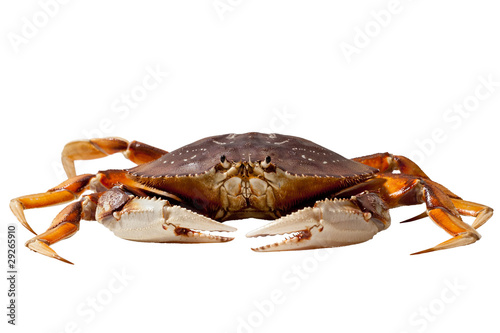 Crab (Metacarcinus magister)