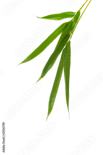 Zen Bamboo Foliage Isolated OVer White Background