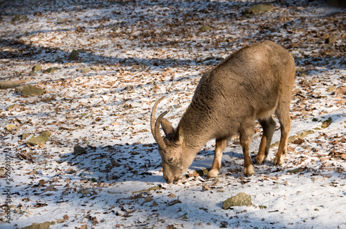 Sibirian ibex (Capra sibirica)