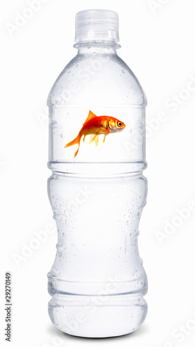 Gold Fish In Mineral Water Bottle
