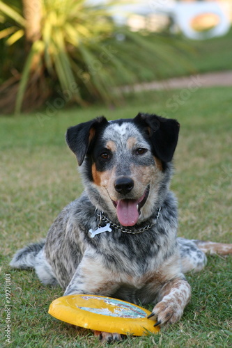 Cane con Frisbie photo