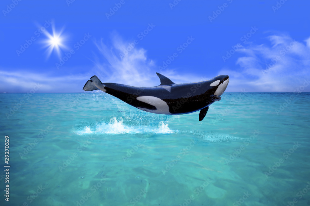 Obraz premium Killer Whale