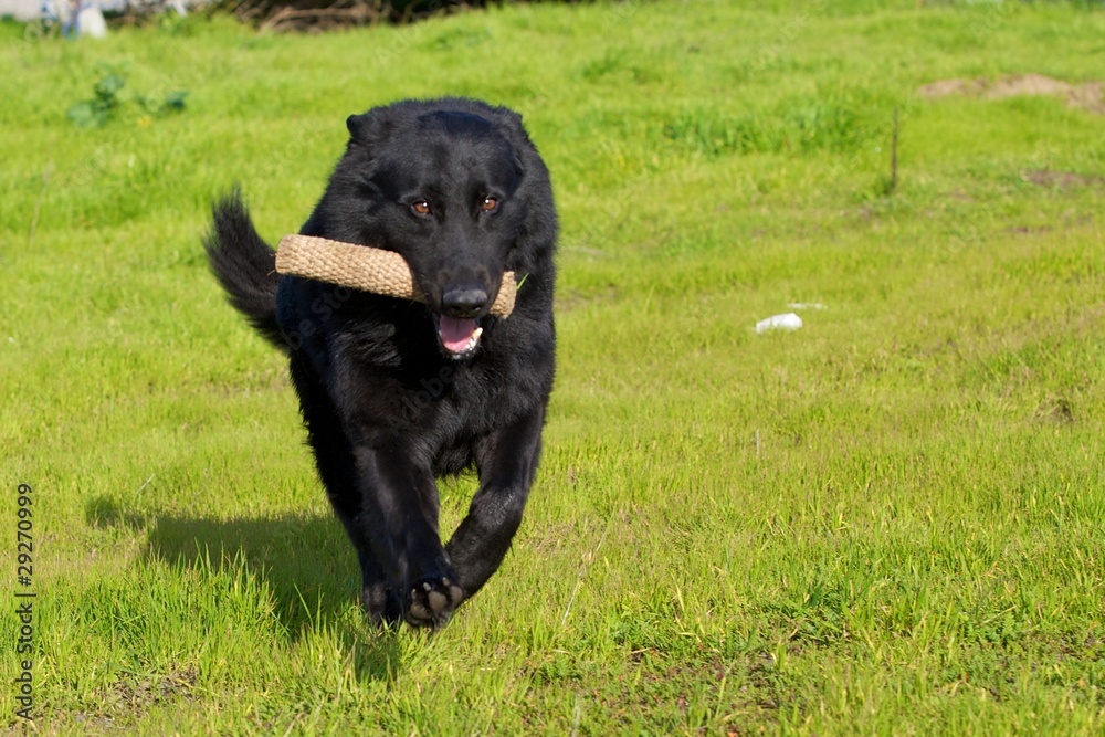 Black Shepherd Black Shepherd