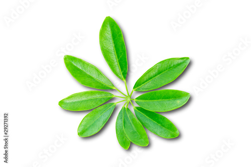 green leaf isolated on white background © tungphoto