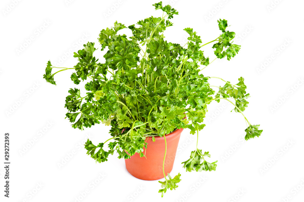 Fresh parsley growing in terracotta flower pot over white Fresh parsley growing in terracotta flower pot over white
