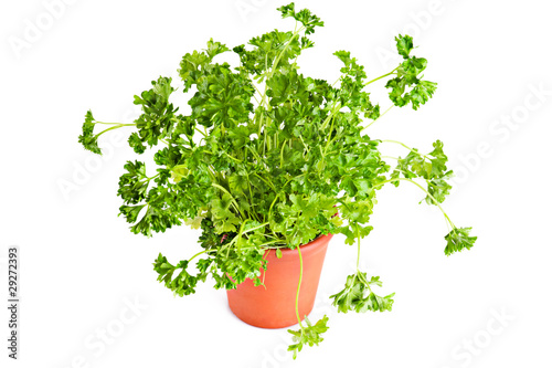 Fresh parsley growing in terracotta flower pot over white