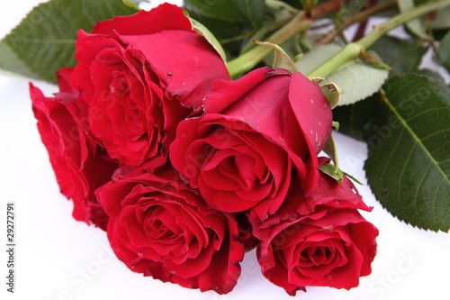 Bouquet of red roses on white background