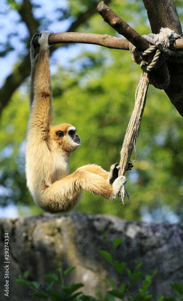 Monkey rope exercise best sale