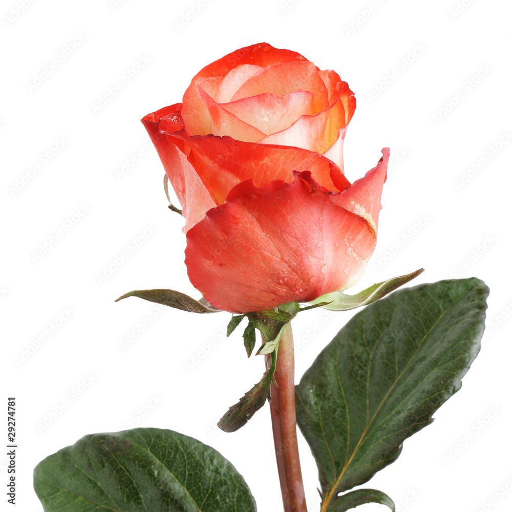 Red rose Red rose