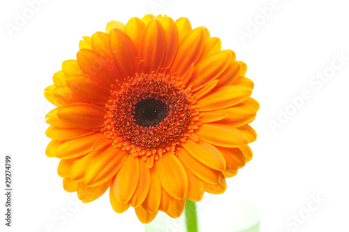 an orange gerbera flower isolated on white