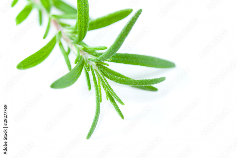 Rosemary Rosemary