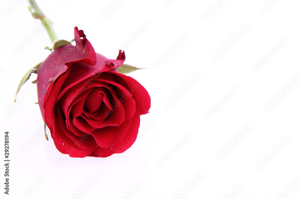Red rose on white background Red rose on white background