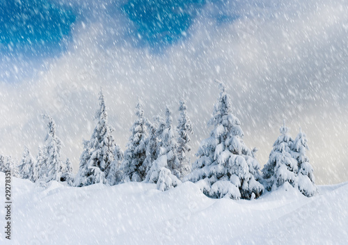 winter trees © Leonid Tit