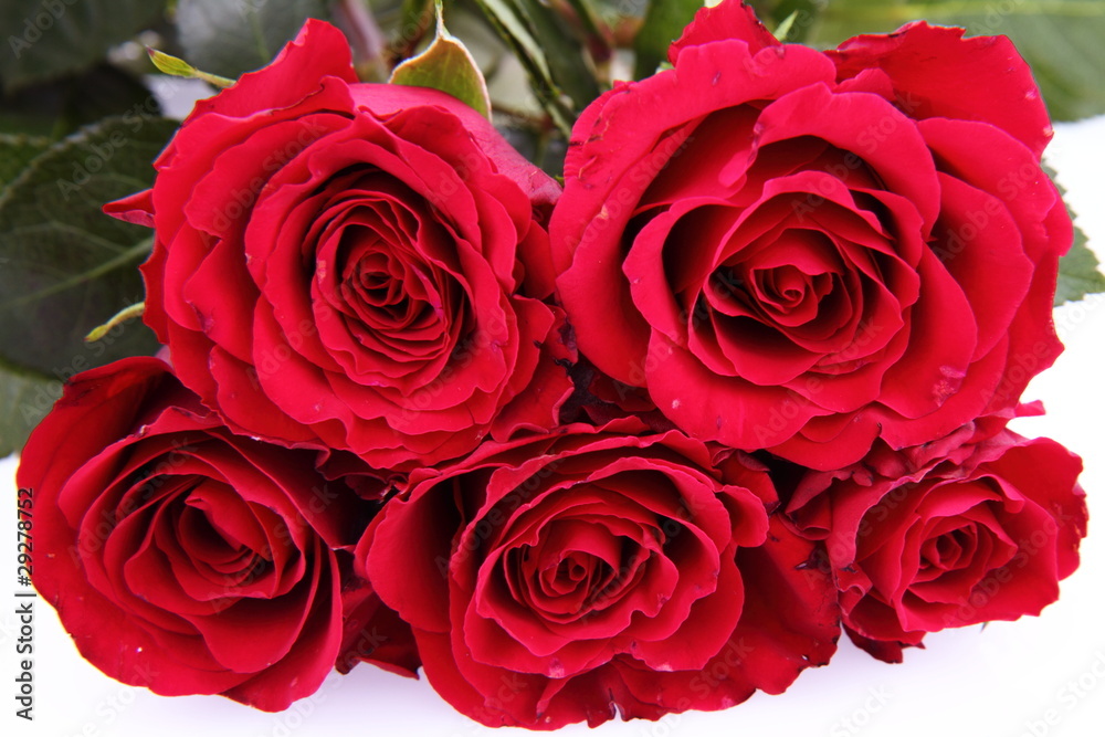 Bouquet of red roses on white background Bouquet of red roses on white background