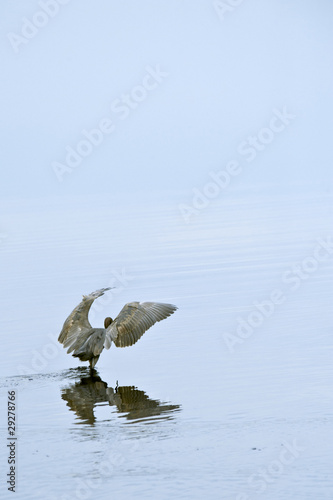 Blue Heron Wings Out
