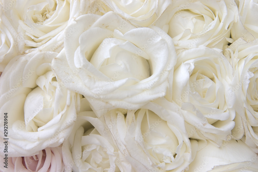 beautiful bouquet of roses of white-yellow color beautiful bouquet of roses of white-yellow color