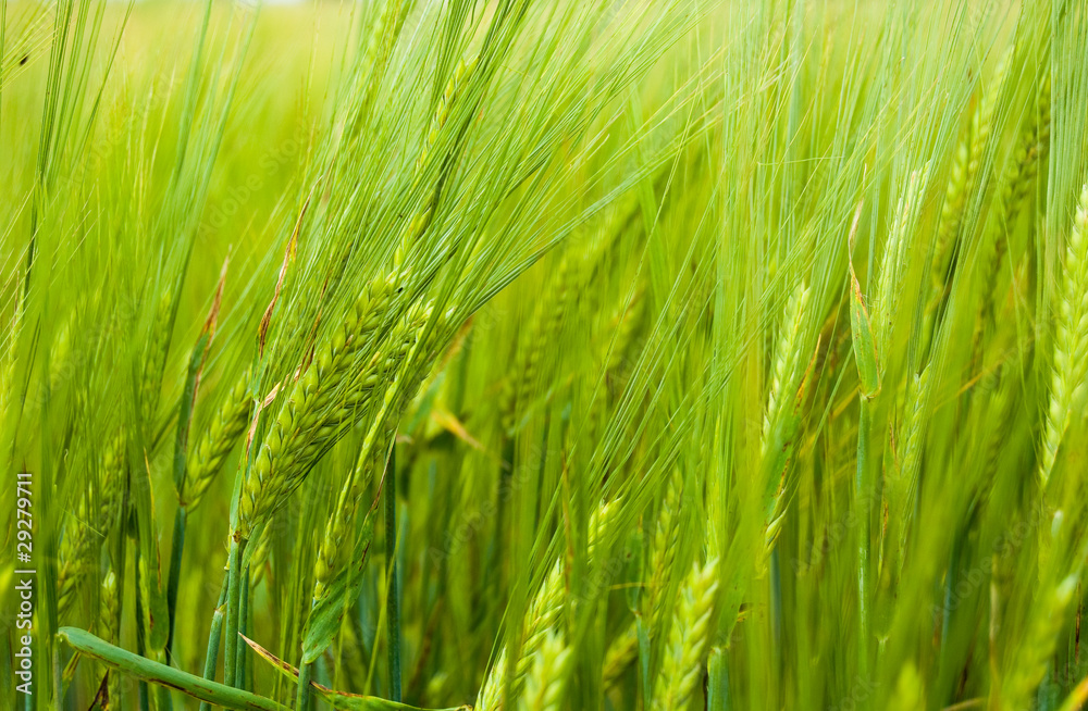 green ears of a rye green ears of a rye