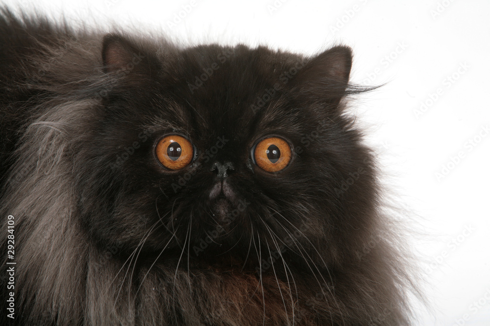 portrait d'un chat noir porte malheur