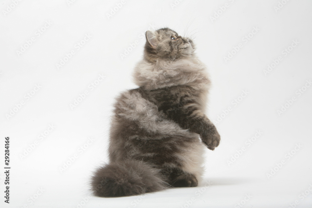 chat persan faisant le beau chat persan faisant le beau