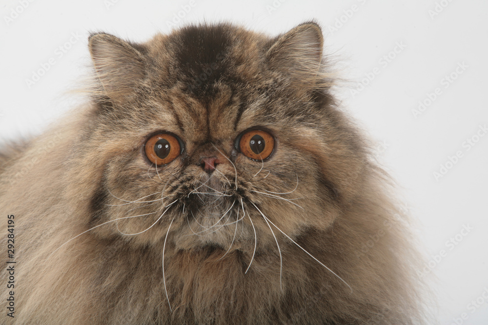 expression typique du chat persan en gros plan