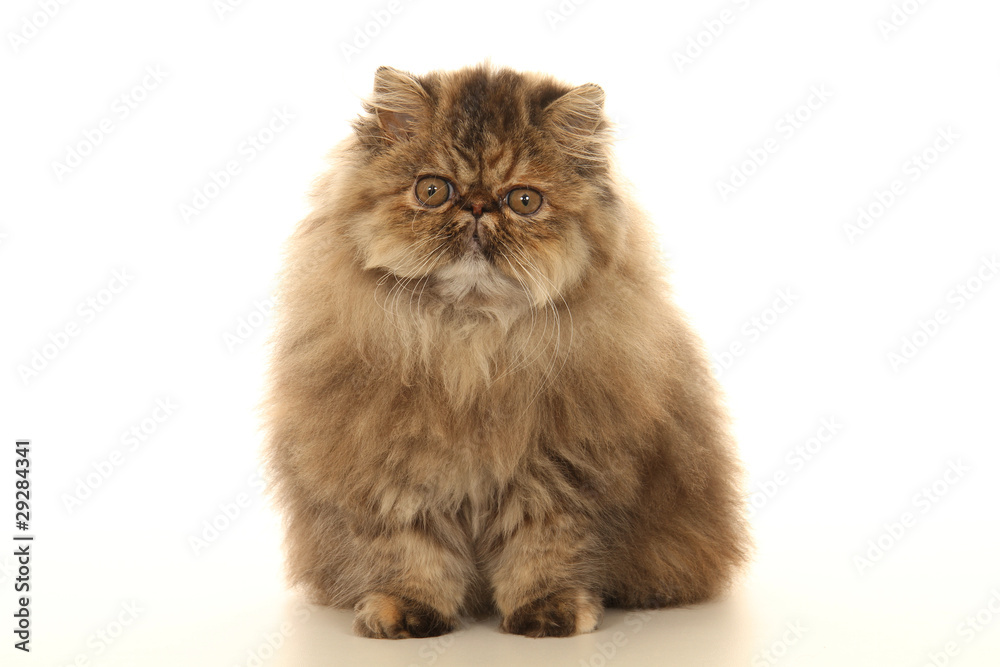 Solide Chat Persan Assis De Face Stock Photo Adobe Stock