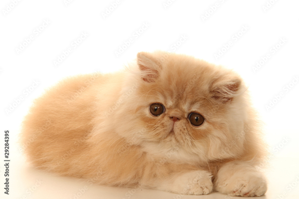 chaton persan ressemblant à une peluche