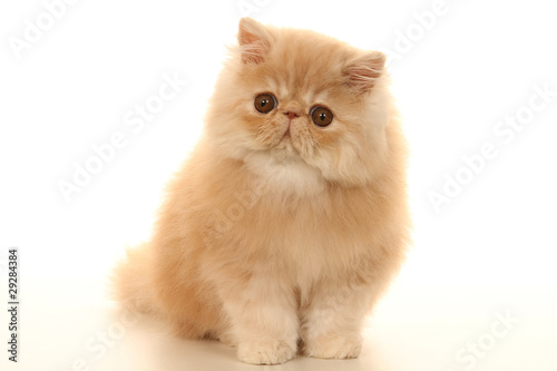 puppy persian cat indoor