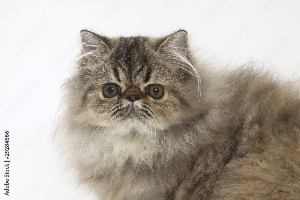 portrait d'un chat persan très typé portrait d'un chat persan très typé