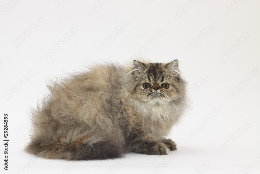Persian Cat Profile Chat Persan De Profil Stock Photo Adobe Stock