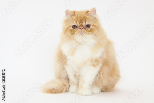 chat persan à l'air grognon