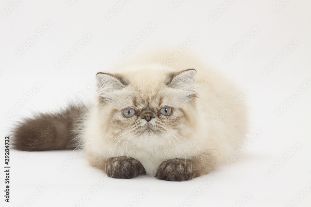 jeune chat persan tapi au sol