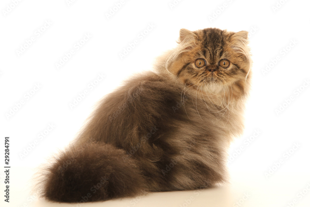 persian cat with a very long coat Stock Photo Adobe Stock