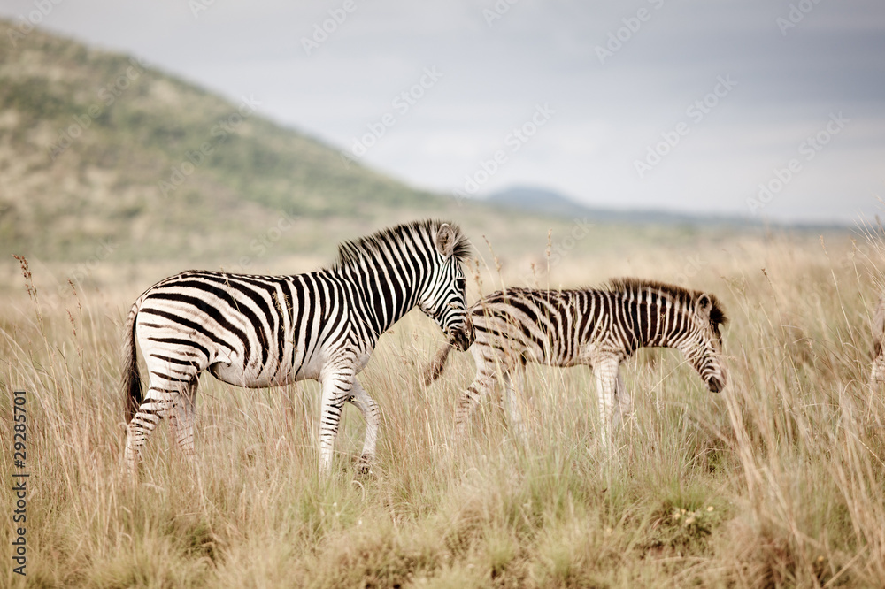 Obraz premium Zebras