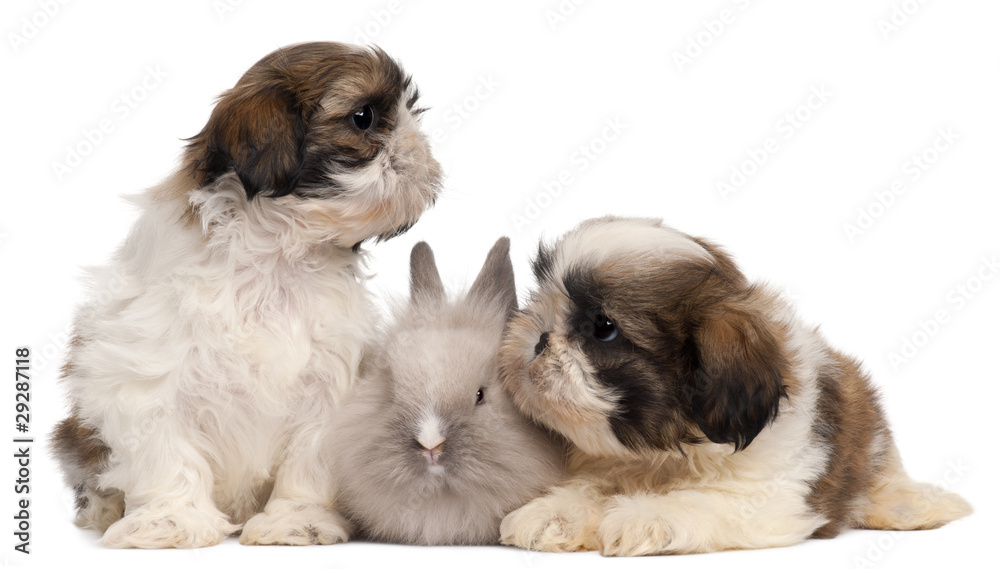 Two Shih-tzus playing with rabbit in front of white background Two Shih-tzus playing with rabbit in front of white background