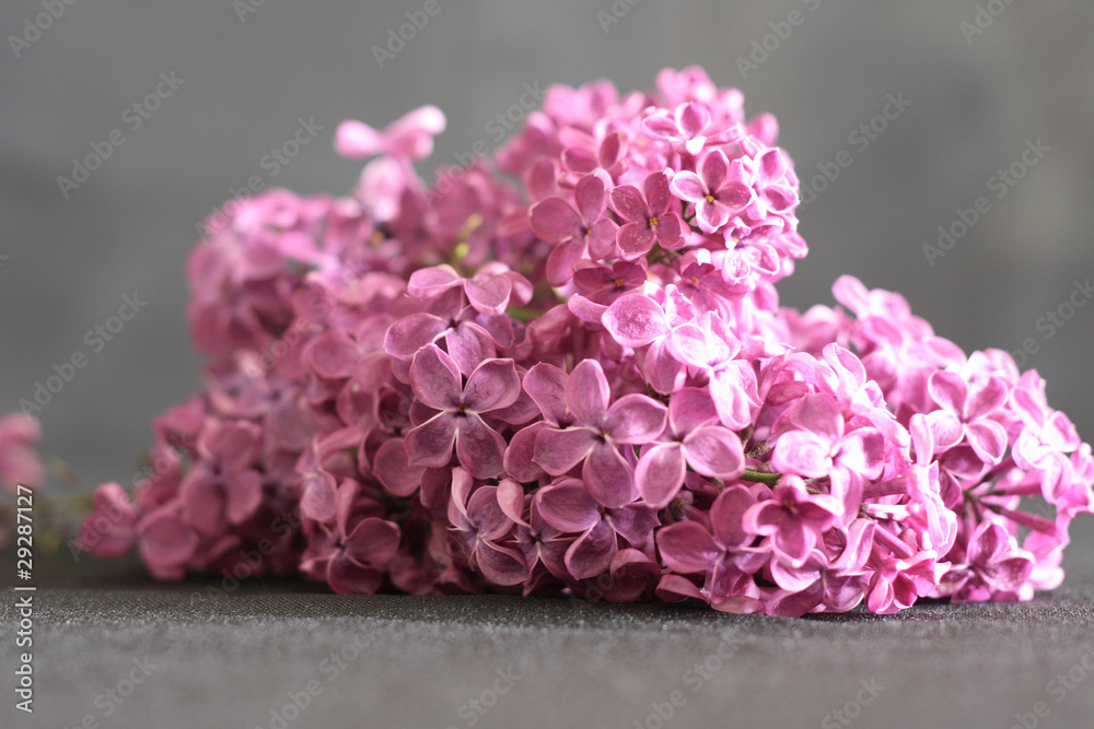 Obraz premium lilac