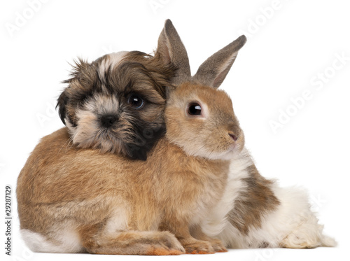 Shih-Tzu and rabbit in front of white background