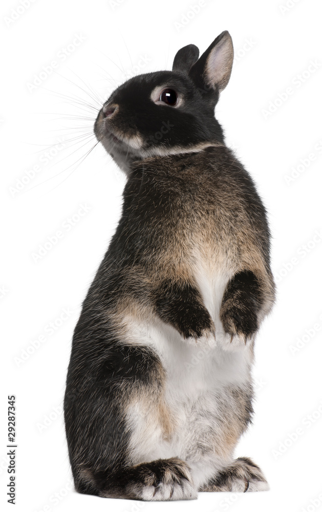 Fototapeta premium Rabbit standing on hind legs in front of white background