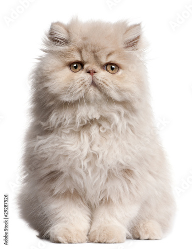 Young Persian cat sitting in front of white background