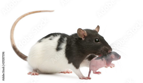 Mother rat carrying her baby in her mouth, 5 days old, in front