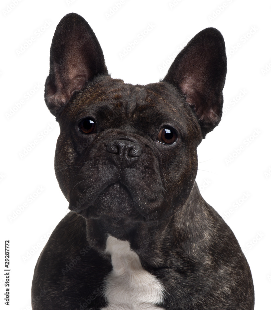 Close-up of French bulldog, 3 years old, in front of white backg
