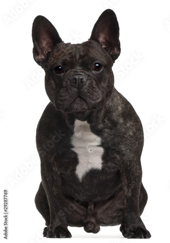 French bulldog, 3 years old, sitting in front of white backgroun