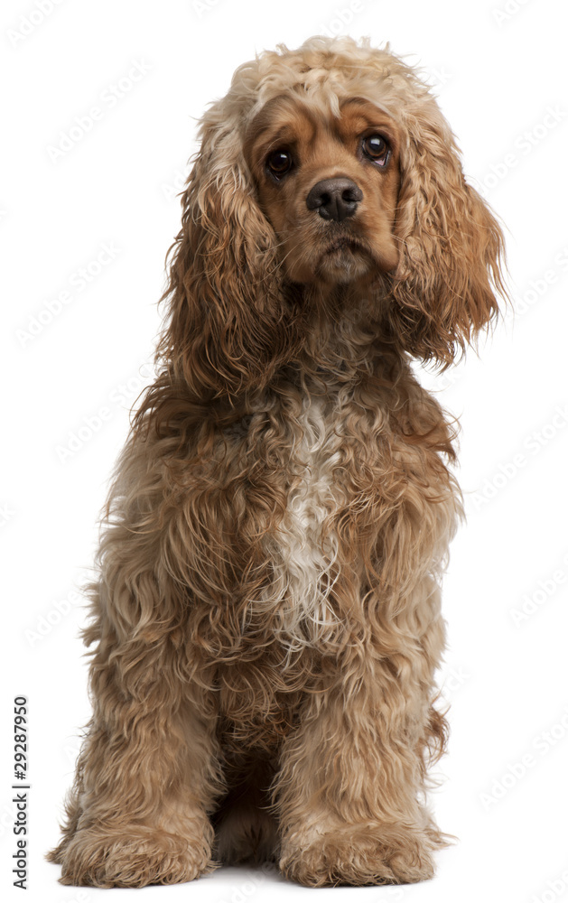 American Cocker Spaniel, 10 months old, sitting in front of whit