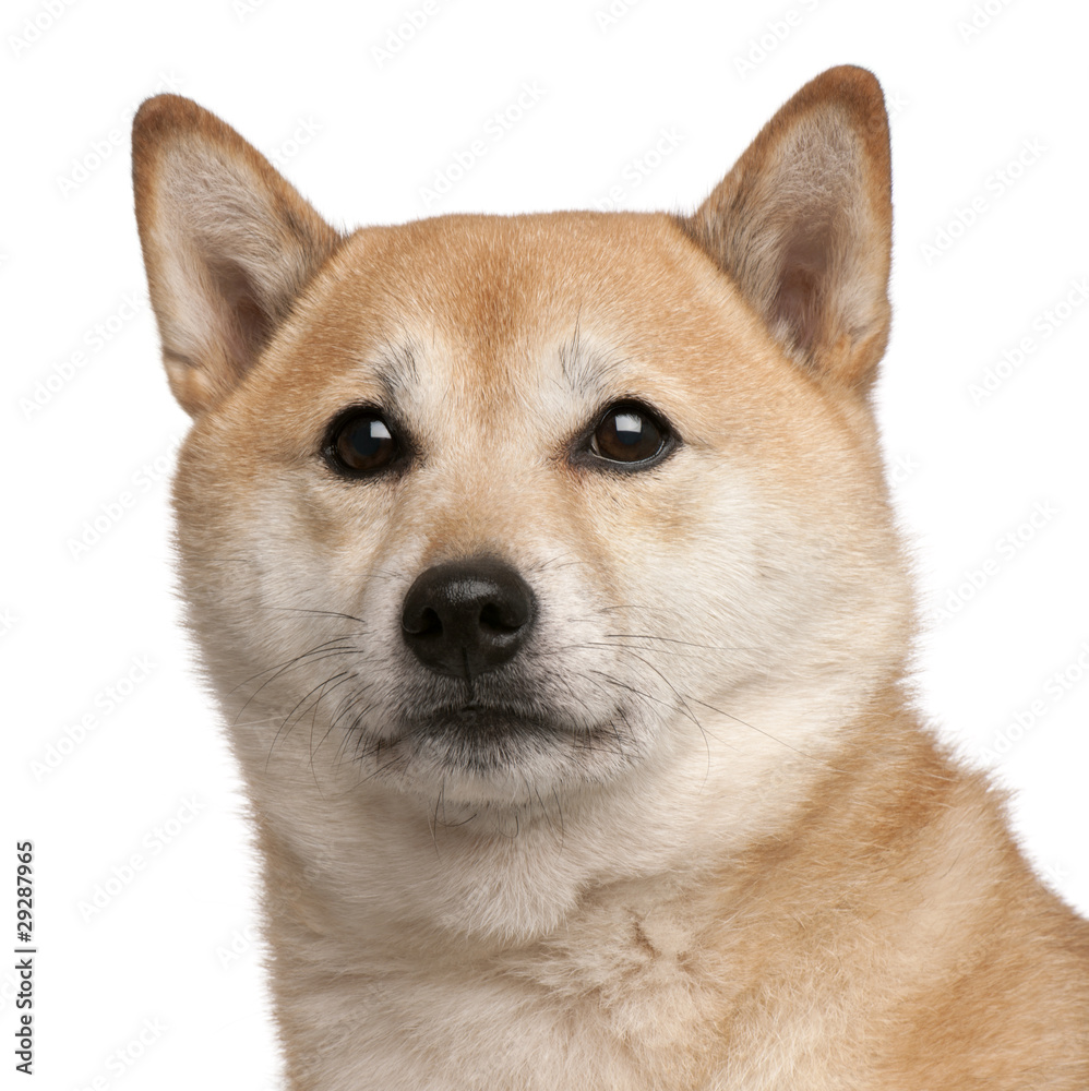 Shiba Inu dog, 8 years old, in front of white background